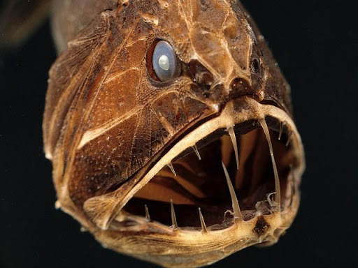 fangtoot-fish