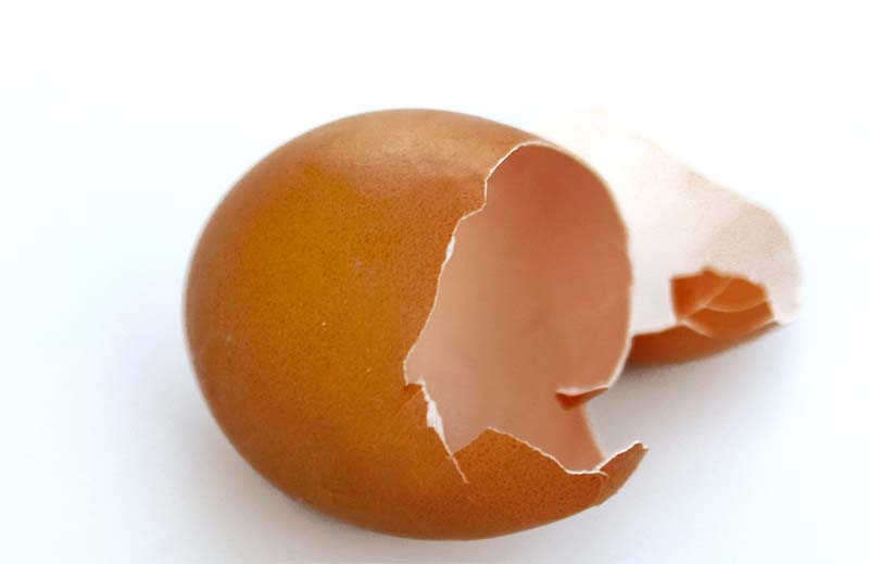 kulit telur