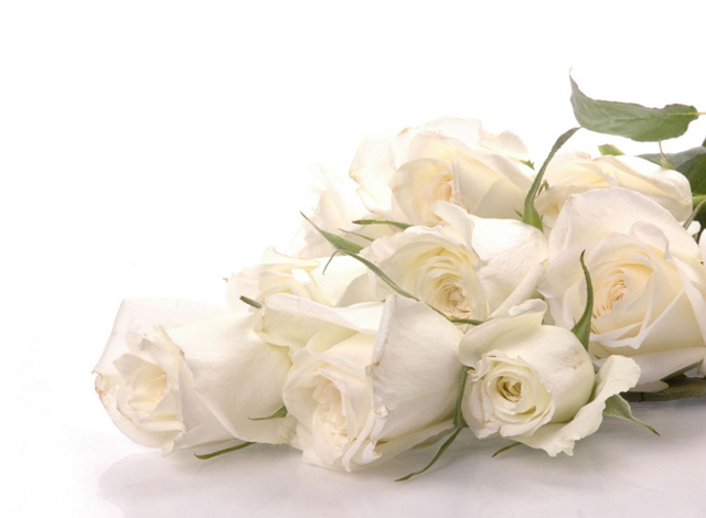 Filosofi bunga mawar putih