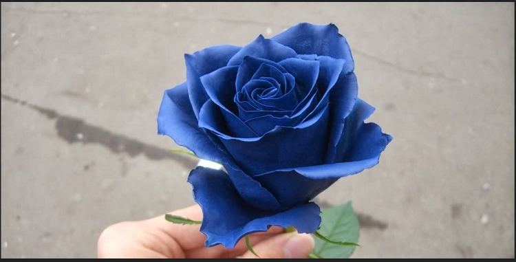 Filosofi bunga mawar biru